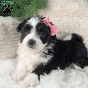 Lexi, Miniature Australian Shepherd Mix Puppy