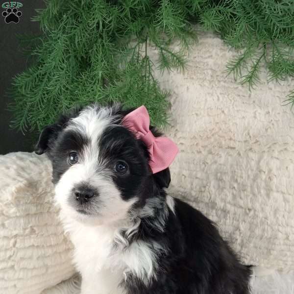 Lexi, Miniature Australian Shepherd Mix Puppy