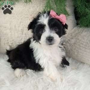 Lexi, Miniature Australian Shepherd Mix Puppy