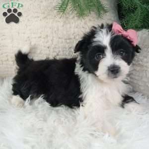 Lexi, Miniature Australian Shepherd Mix Puppy