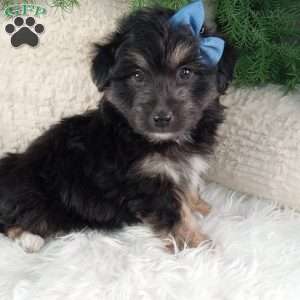 Theo, Miniature Australian Shepherd Mix Puppy