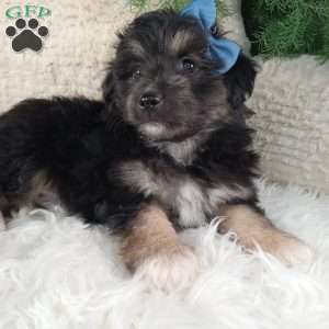 Theo, Miniature Australian Shepherd Mix Puppy