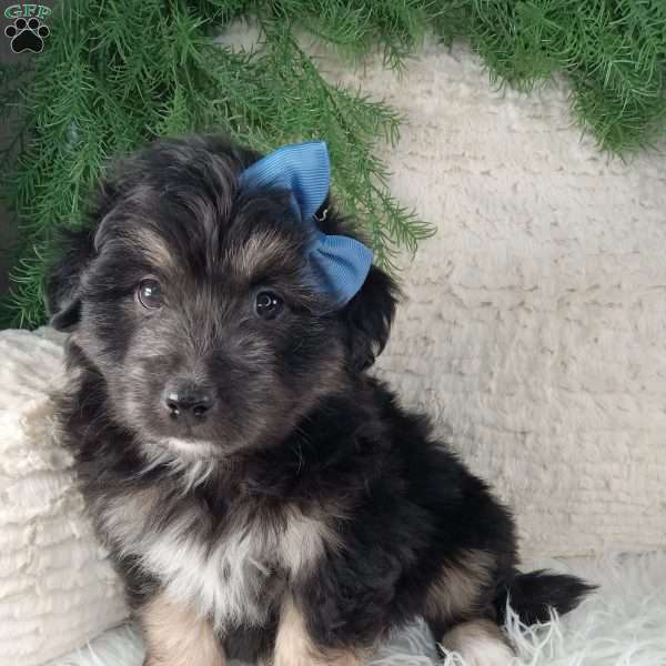 Theo, Miniature Australian Shepherd Mix Puppy