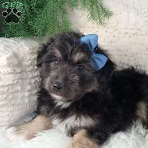 Theo, Miniature Australian Shepherd Mix Puppy