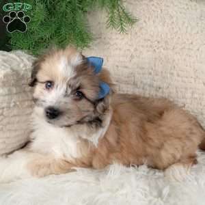 Leo, Miniature Australian Shepherd Mix Puppy