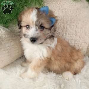 Leo, Miniature Australian Shepherd Mix Puppy