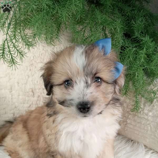 Leo, Miniature Australian Shepherd Mix Puppy