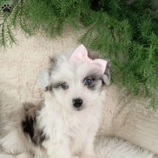 Willow, Miniature Australian Shepherd Mix Puppy