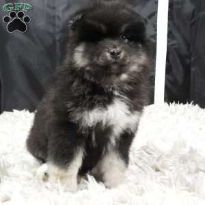 brutus, Pomsky Puppy