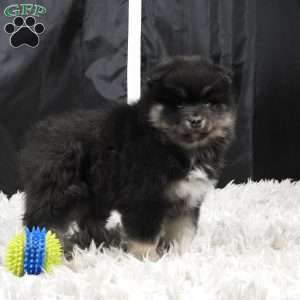 brutus, Pomsky Puppy