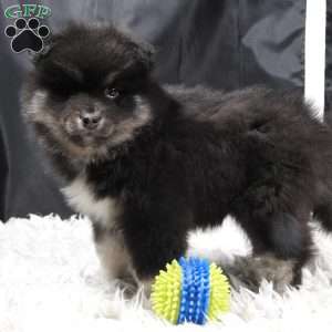 brutus, Pomsky Puppy