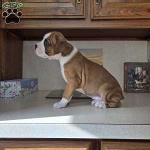 Royal, Boxer Puppy