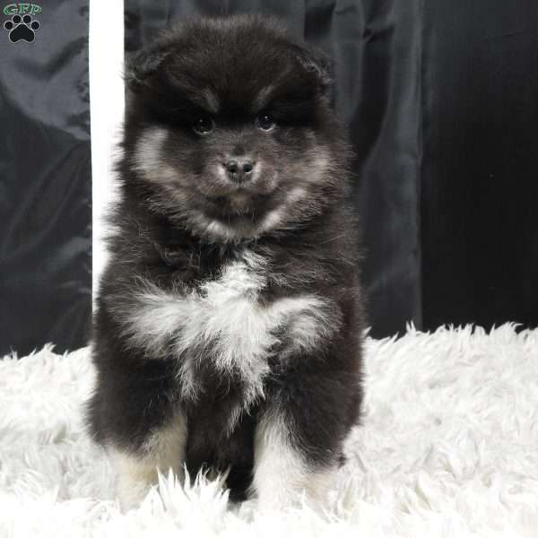 brutus, Pomsky Puppy