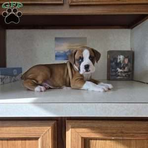 Royal, Boxer Puppy