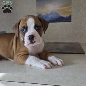 Royal, Boxer Puppy