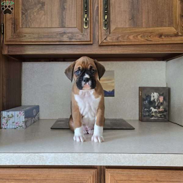 Lacey, Boxer Puppy