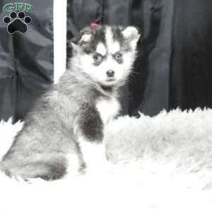 kyla, Pomsky Puppy