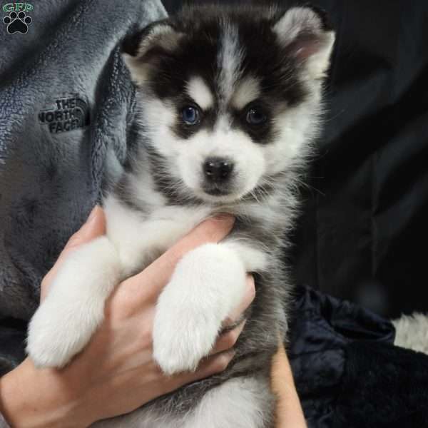 kyla, Pomsky Puppy