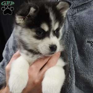 kyla, Pomsky Puppy