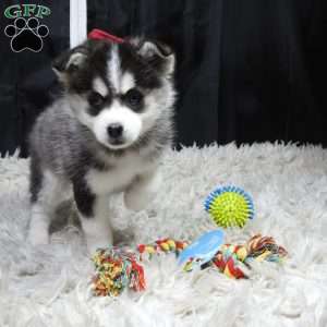 kyla, Pomsky Puppy