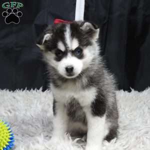 kyla, Pomsky Puppy