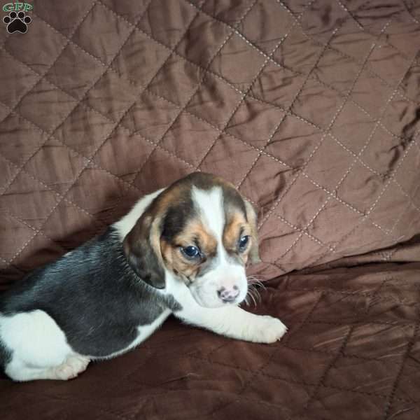 Kenzie, Beagle Puppy