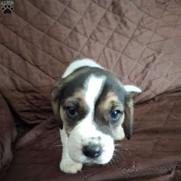 Brandon, Beagle Puppy