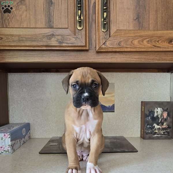 Lucy, Boxer Puppy