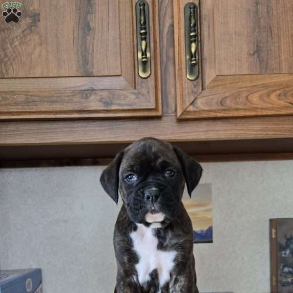 Bear, Boxer Puppy