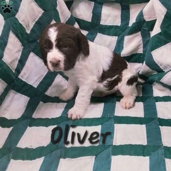 Oliver, English Springer Spaniel Puppy