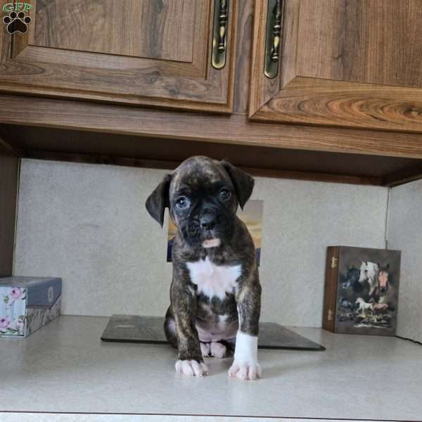 Pepper, Boxer Puppy