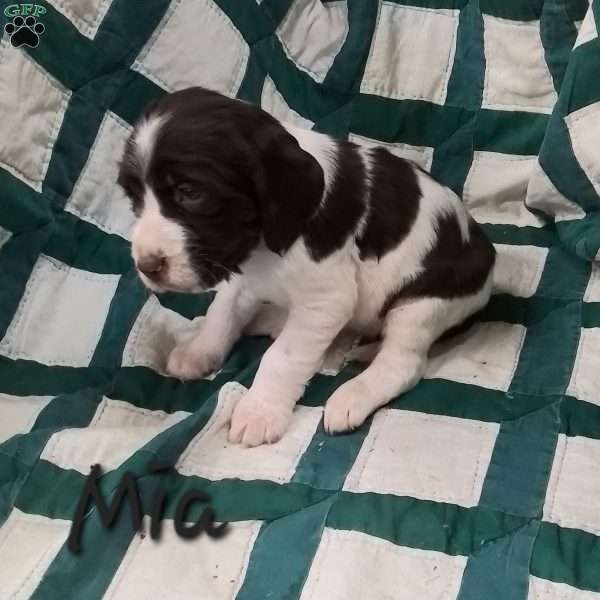 Mia, English Springer Spaniel Puppy