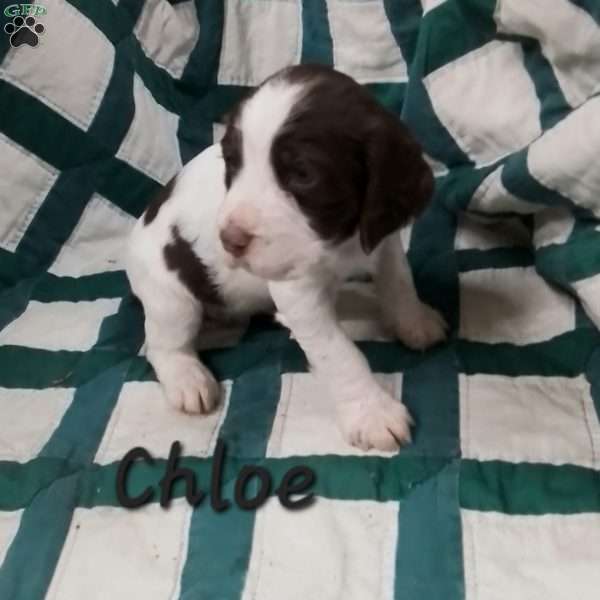 Chloe, English Springer Spaniel Puppy