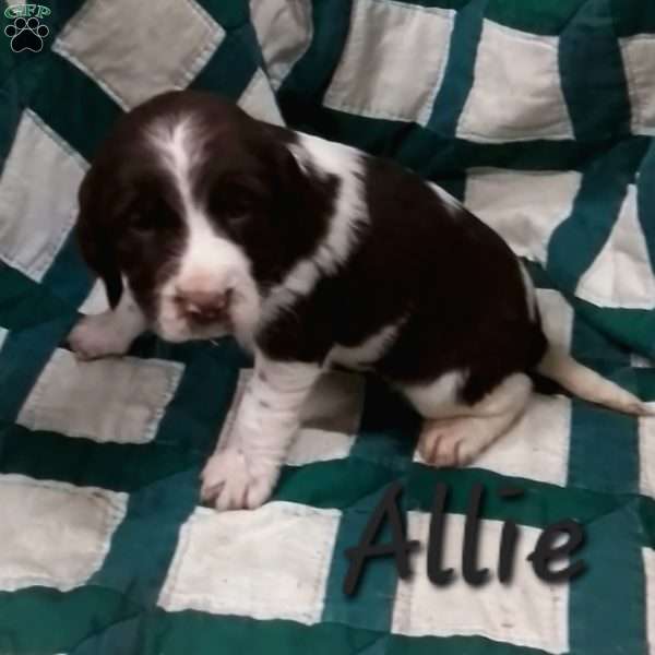 Allie, English Springer Spaniel Puppy