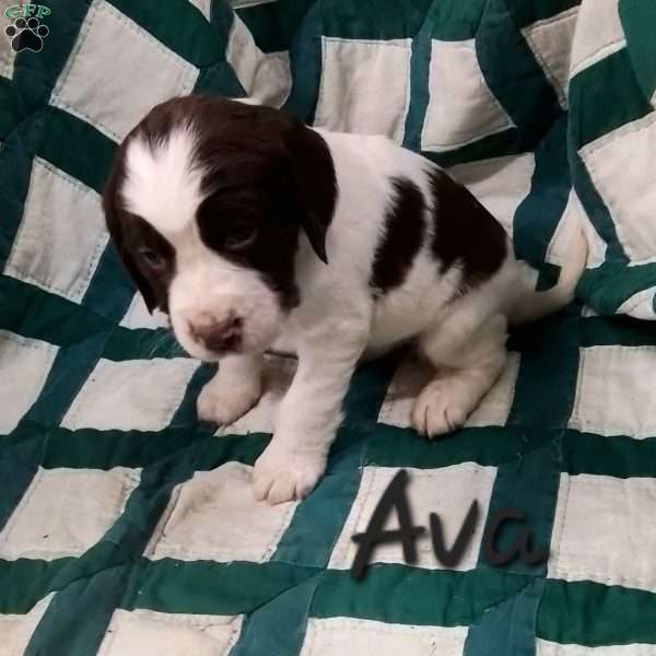 Ava, English Springer Spaniel Puppy