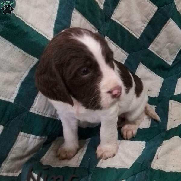 Nina, English Springer Spaniel Puppy