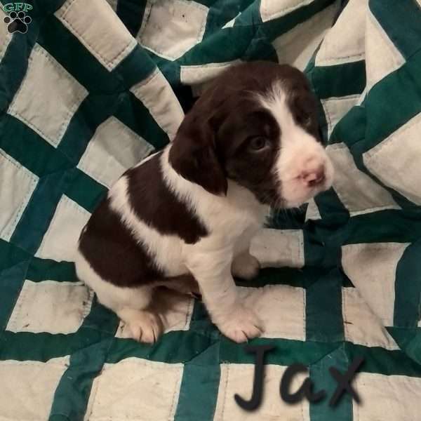 Jax, English Springer Spaniel Puppy