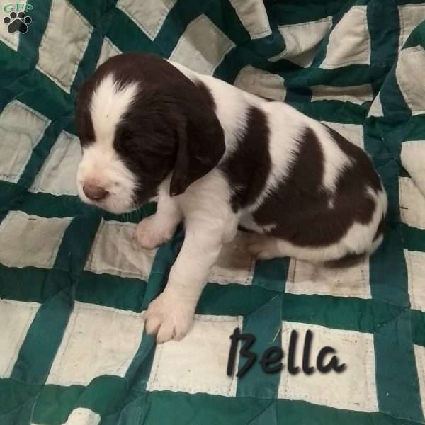 Bella, English Springer Spaniel Puppy