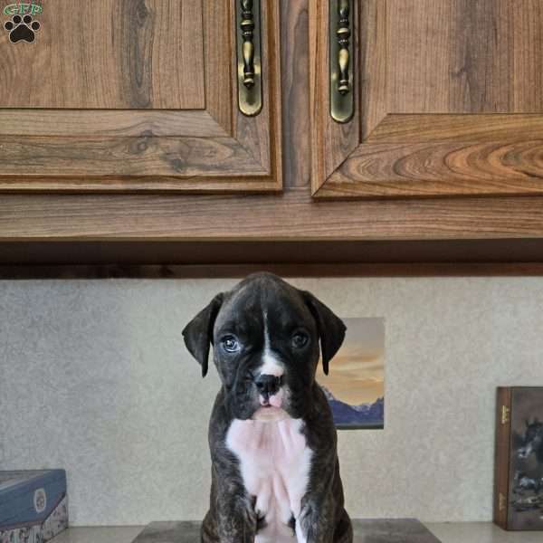 Sophia, Boxer Puppy