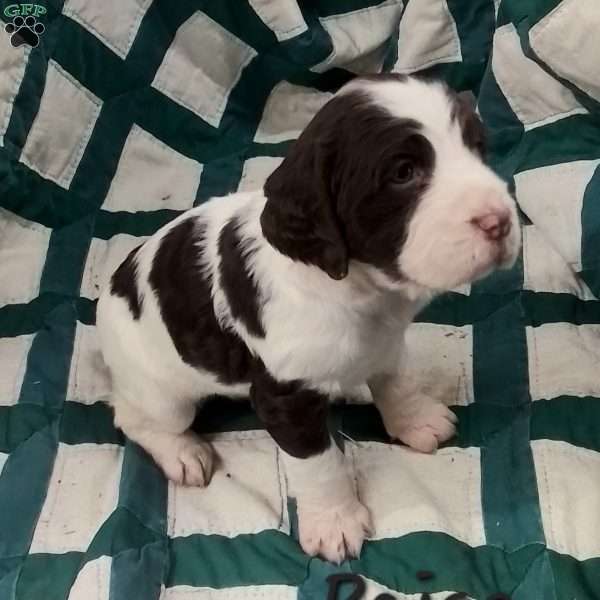 Paige, English Springer Spaniel Puppy