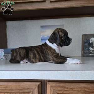 Rocky, Boxer Puppy