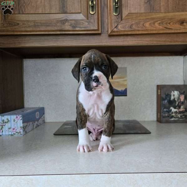 Rocky, Boxer Puppy