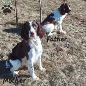 Paige, English Springer Spaniel Puppy