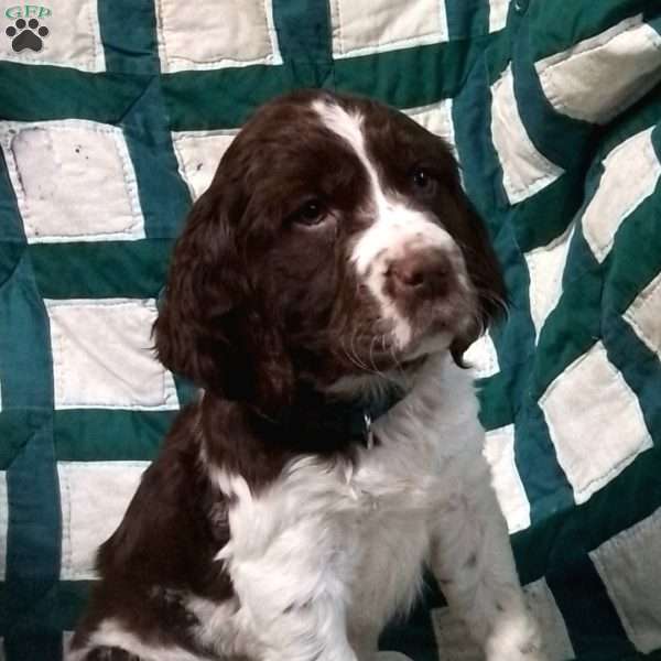 Oliver, English Springer Spaniel Puppy