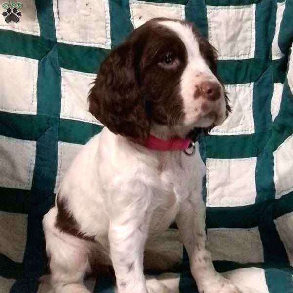 Chloe, English Springer Spaniel Puppy