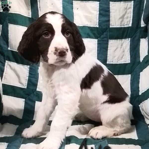 Ava, English Springer Spaniel Puppy