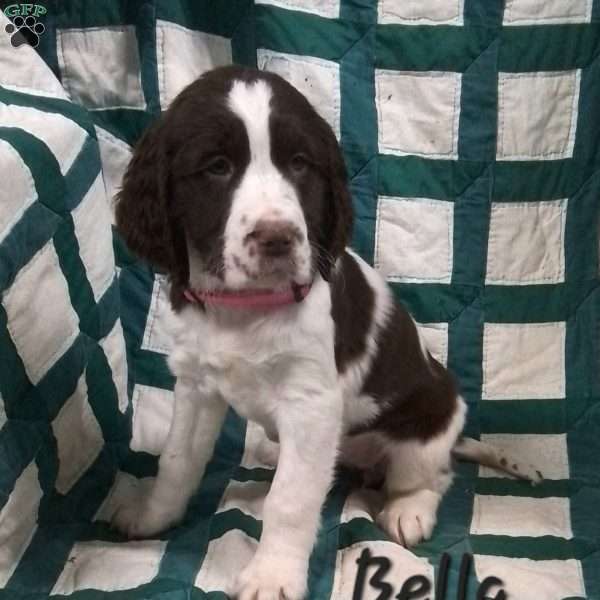 Bella, English Springer Spaniel Puppy