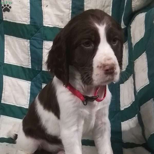 Jax, English Springer Spaniel Puppy