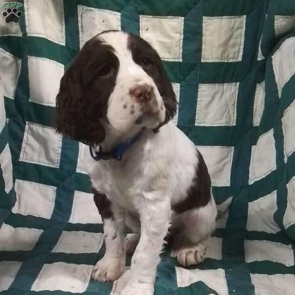 Paige, English Springer Spaniel Puppy