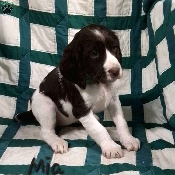 Mia, English Springer Spaniel Puppy